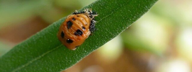На фото личинка божьей коровки, очень похожа на тех, что я собрала с лилий. "Мои" без пятнышек и окружены чем-то наподобие темной слизи.