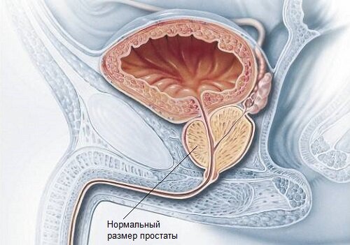 Где находится простата рисунок