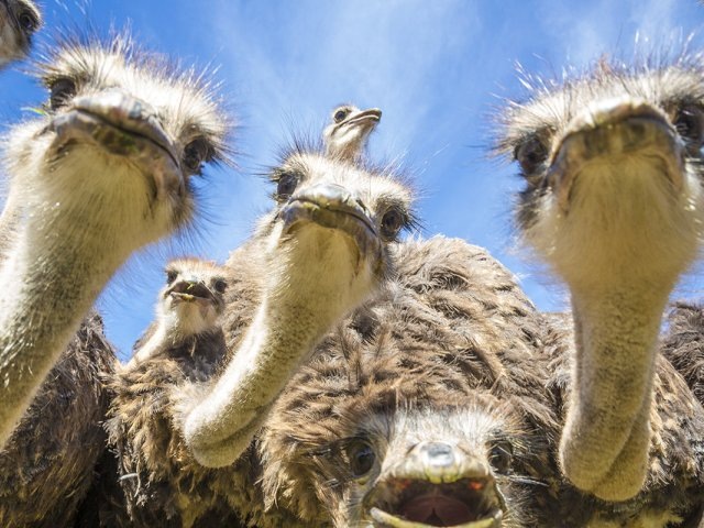 Страусиная ферма Серпуховский район.