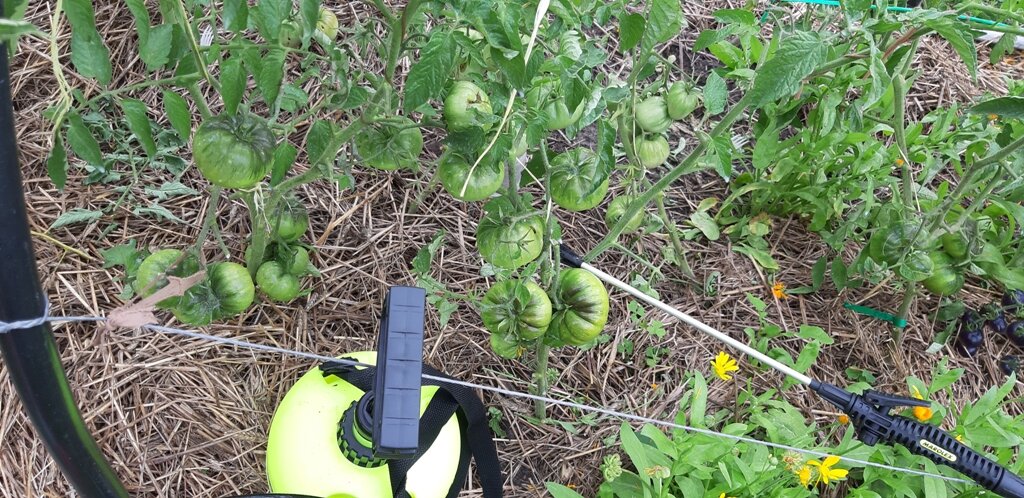 Тщатнльно обрабатываем плоды и листья