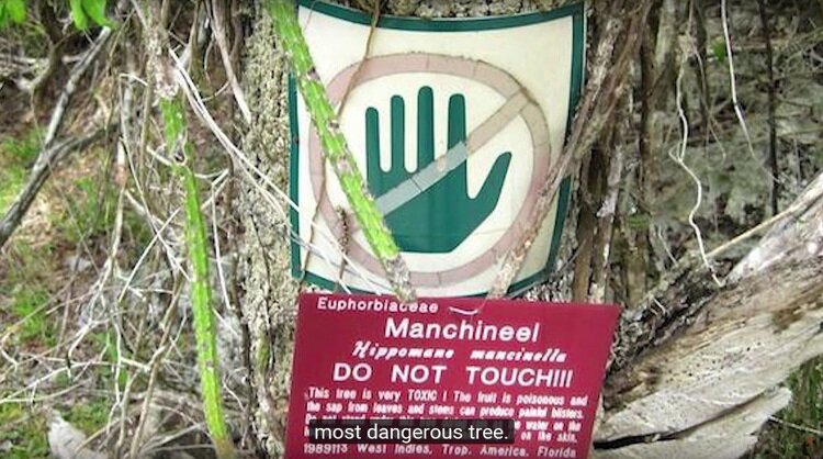 Дерево и его части " содержит сильные токсины, а некоторые из них неизвестные. Молочного цвета сок содержит forbol, вызывающий раздражение и сильные аллергические реакции. В случае прерывания ветку, даже одна капля жидкости приведет к появлению пузырей на теле. Иногда бывает, что сам контакт с корой спровоцирует эти симптомы. Опасно также сможете под этим деревом во время дождя, падающая вода в контакте с растением будет грязная, вызывая испепеление кожи. Также же, сжигание древесины наносит негативные последствия – дым, поступающий в глаз может вызвать слепоту. Потребление зеленых фруктов может привести к смерти, однако, как правило, вызывает серьезное воспаление желудка и кишечника. Много деревьев имеет на своем стволе красный значок X, чтобы сообщить об угрозе. На Французских антильских островов и целые стволы окрашены красным цветом. 
