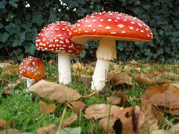 Amanita muscaria (Мухомор красный)