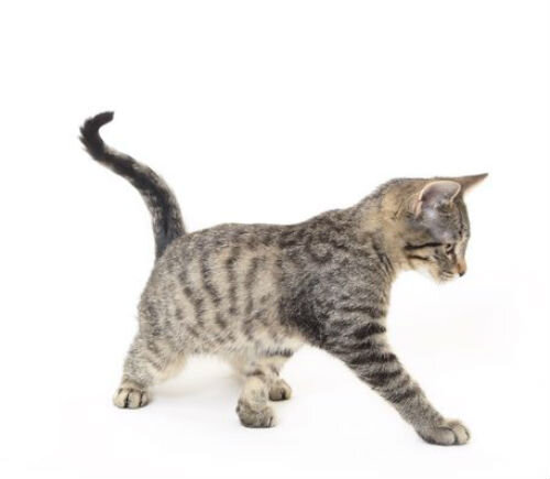 Строение и особенности позвоночника кошки