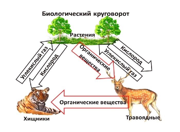 Схема биологического круговорота веществ