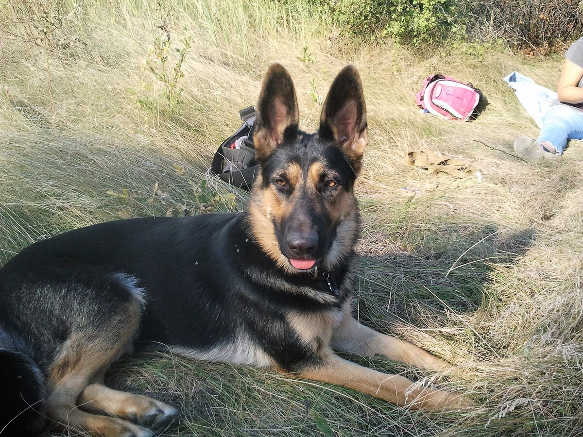 Кейси 11 месяцев