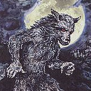 Grey Wolf