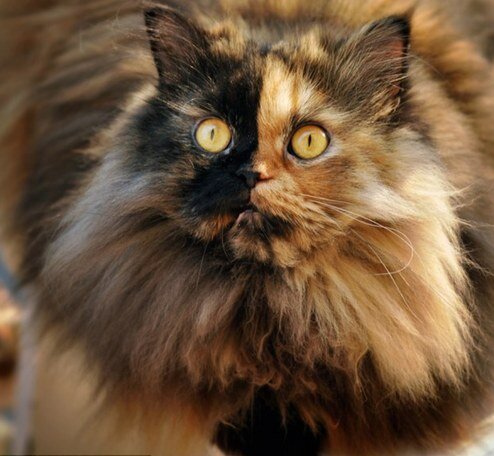 Паффи (Сербия). Листайте, не пожалеете.