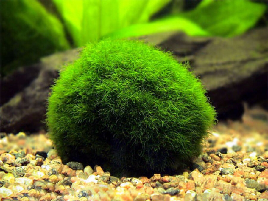 Фото из интернета