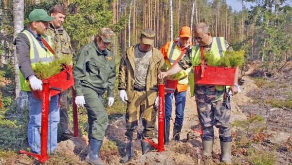 Ежегодно в регионе вырубают 13 тысяч гектаров леса – и столько же восстанавливают Фото: автора