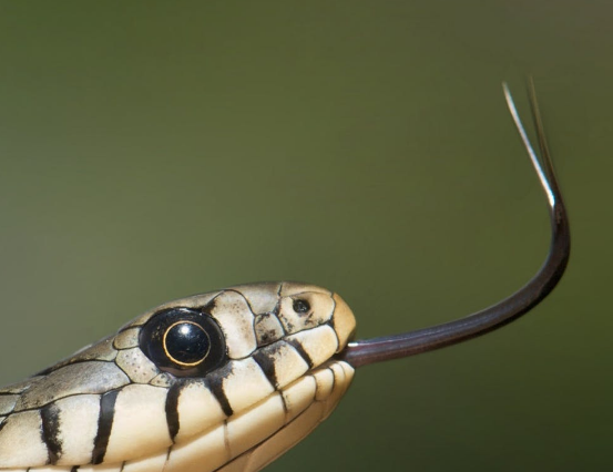 фото indiancitynow.club/2019/09/tamil-nadu-bitten-by-snake-in-hostel.html?m=1