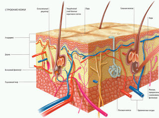 Яндекс картинки