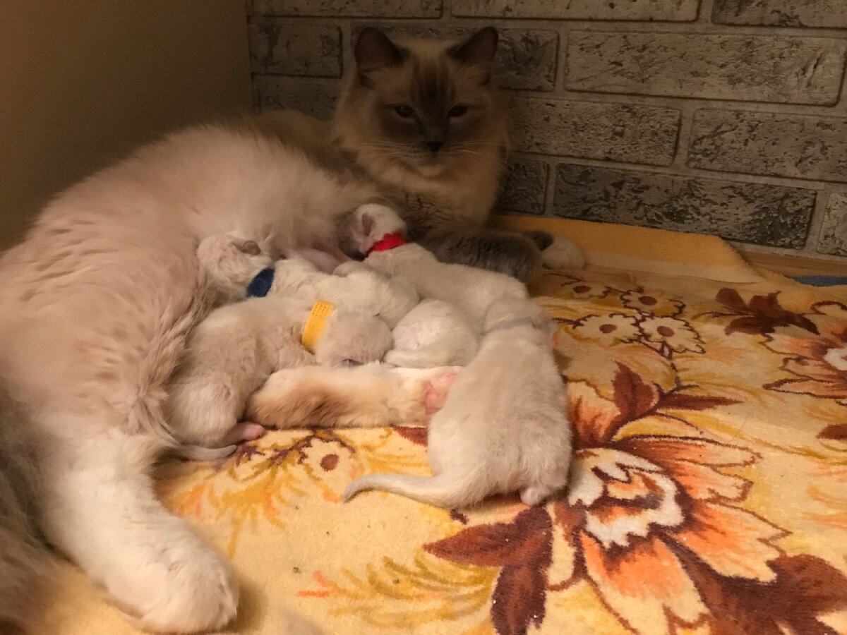 Старые махровые полотенца идеальны- очень нравятся кошкам - они мягкие, тёплые и не скользят, об них хорошо поточить когти. 