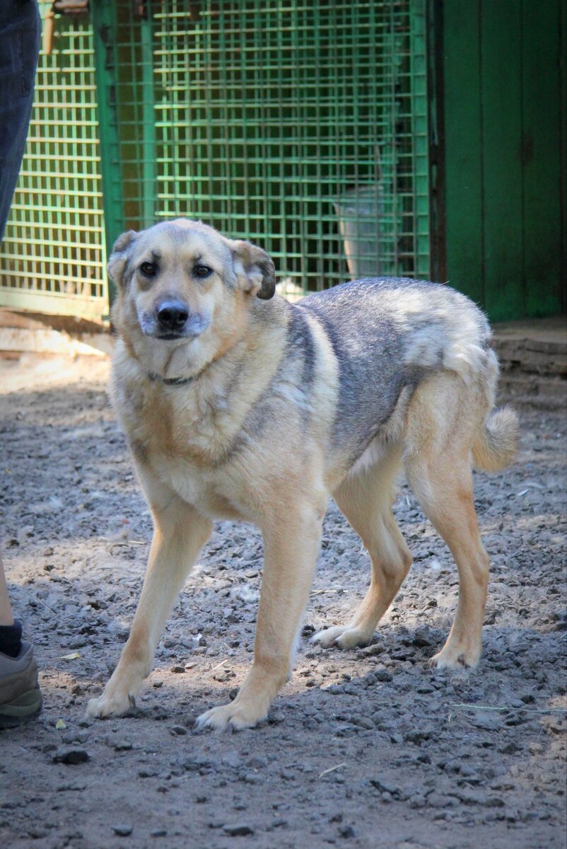 Сэм,Приют для собак Солнцево