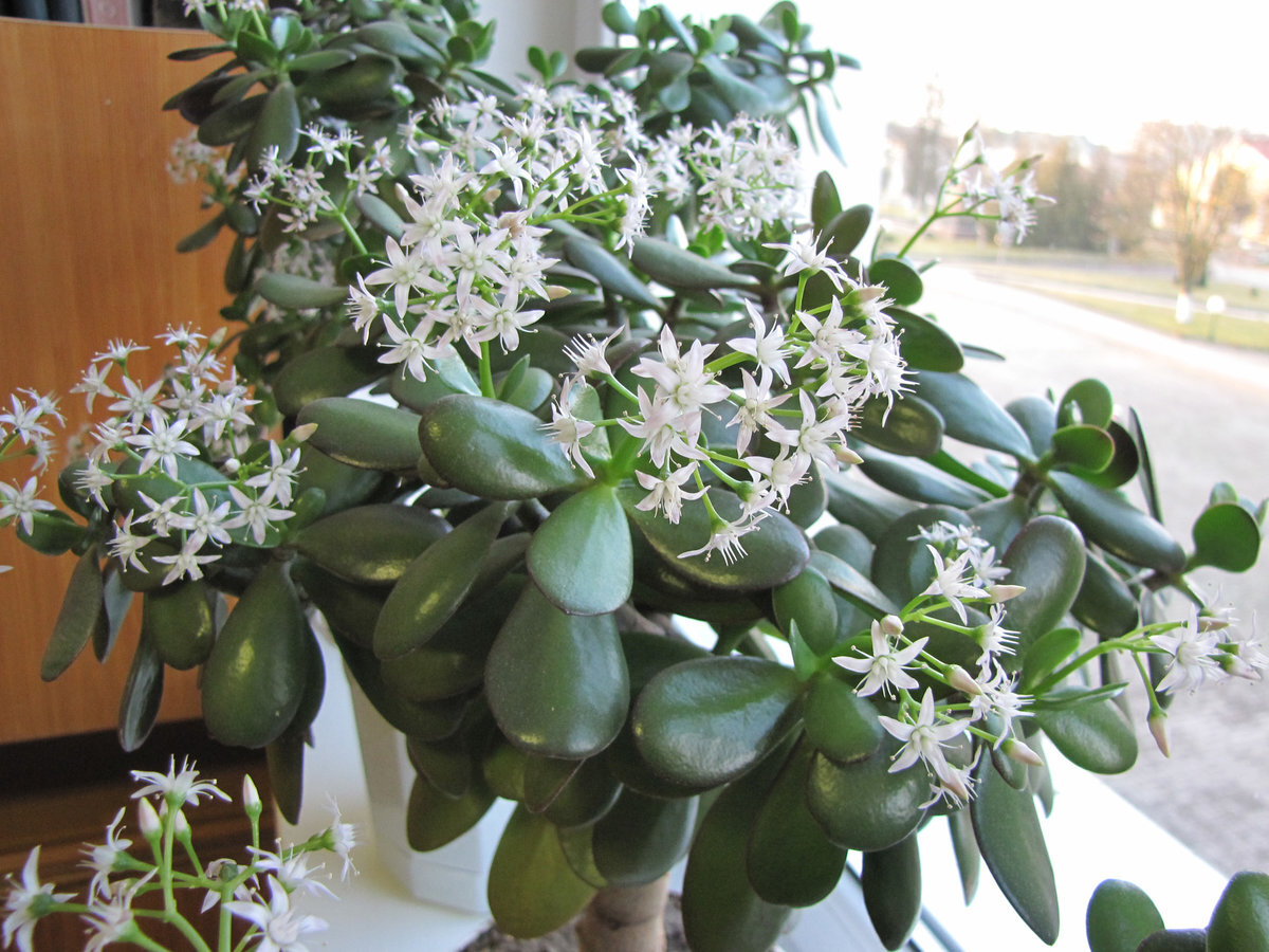 Крайне редкое явление - цветение "толстянки"