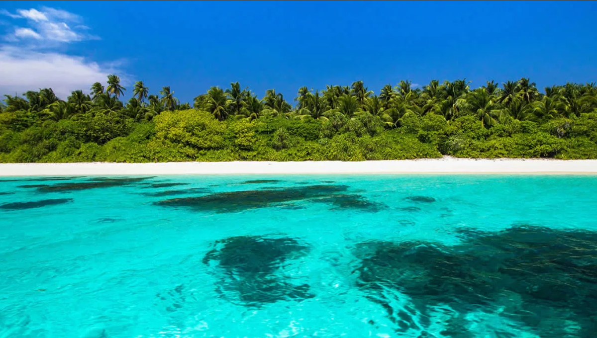 Яндекс коллекция