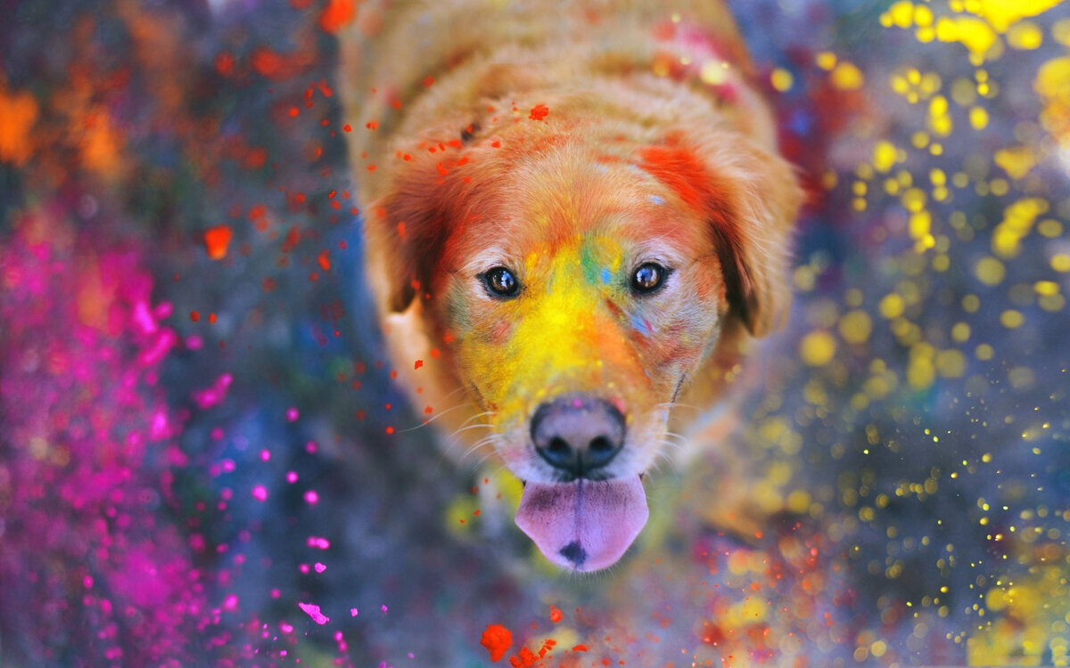 Создано приложение, которое позволит увидеть мир глазами животных