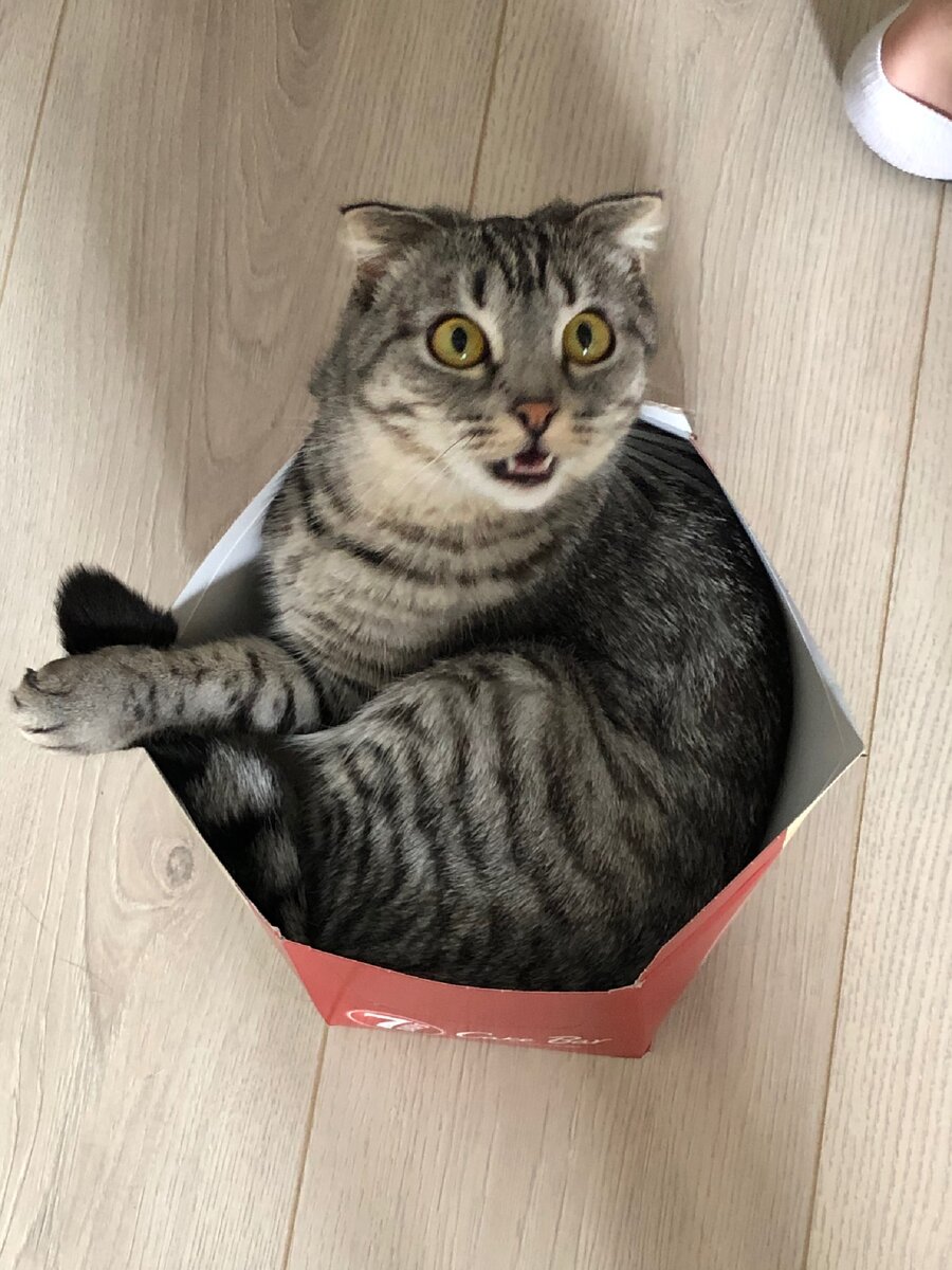 Котики и коробки = ❤️ 