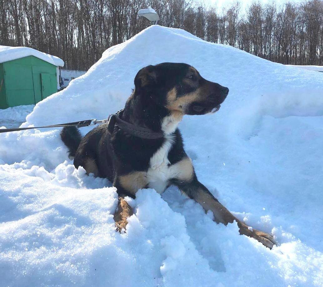 Илай обожает гулять, вот бы к нему кто-нибудь пришел!