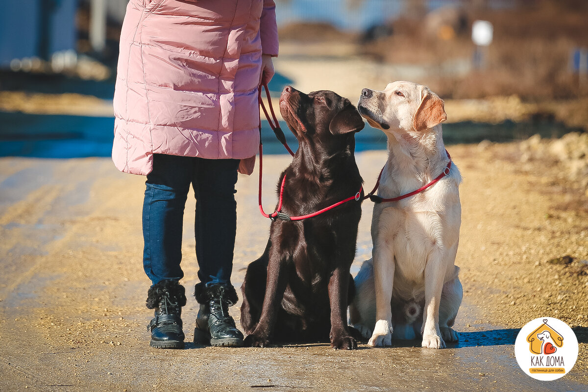 На фото молодые лабрадоры Митч и Арчи. Повторяем команду "сидеть" перед прогулкой.