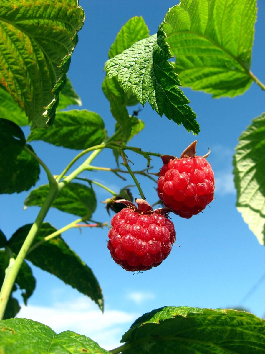 Из открытых источников