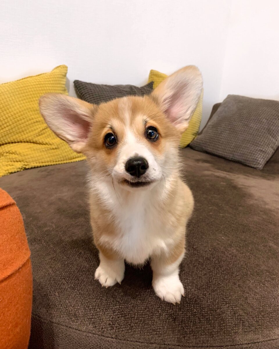 Малыш Сэдди. Родился 9.10.2019