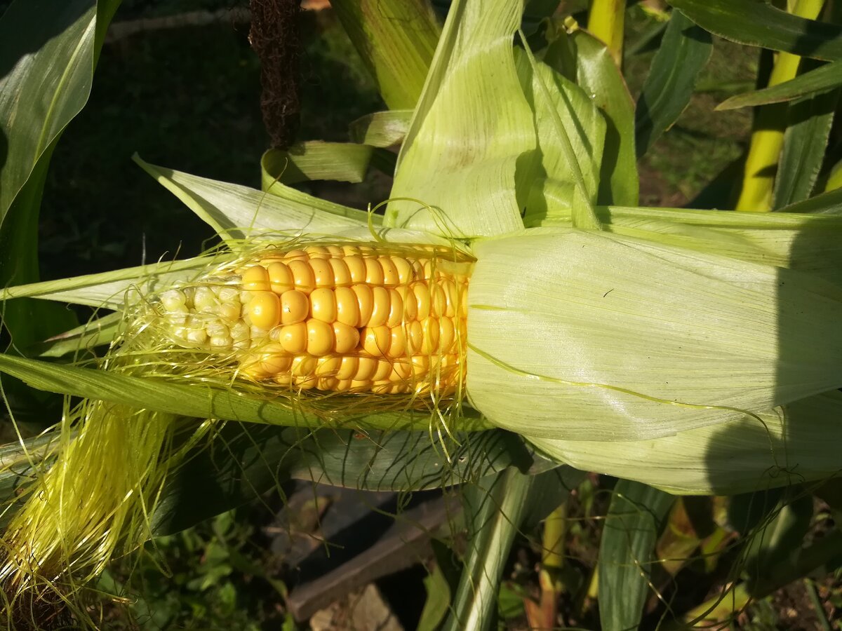 Выращивание кукурузы. От семечка и до урожая!