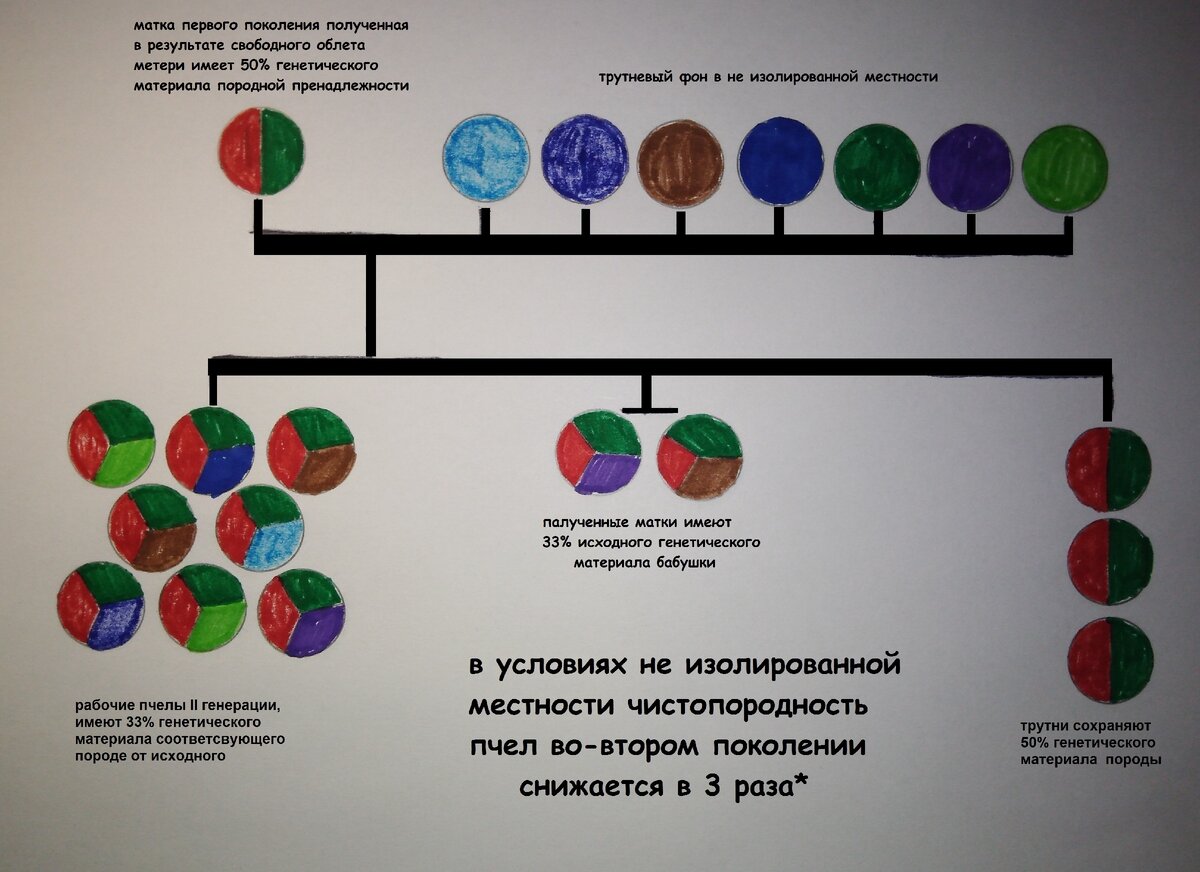 Наследование породных призаков во-второй генерации пчел