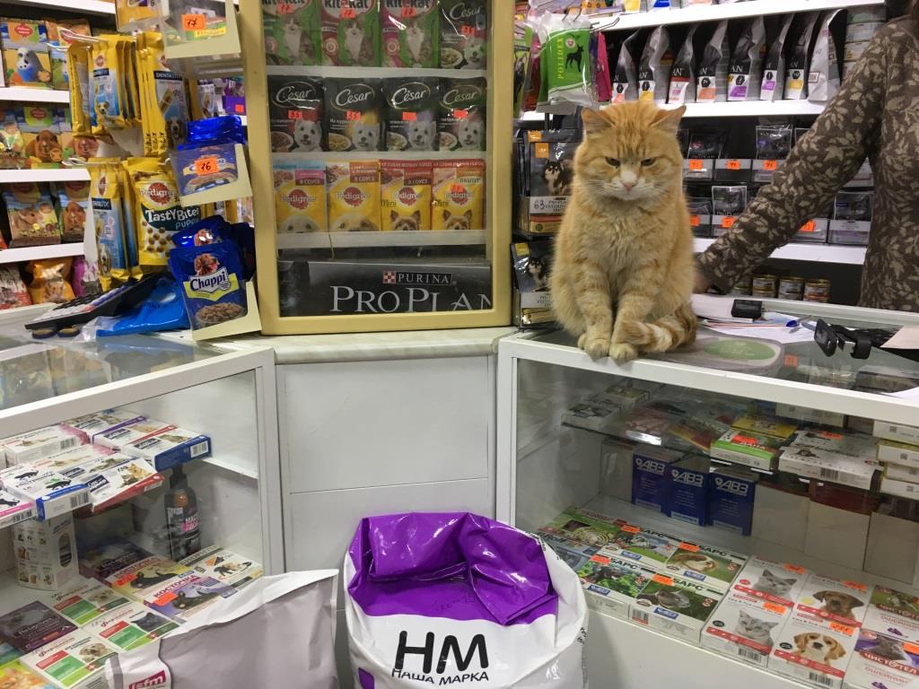 Кот работает в магазине