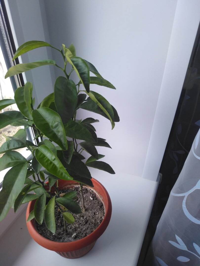 Здесь ему полгода. 