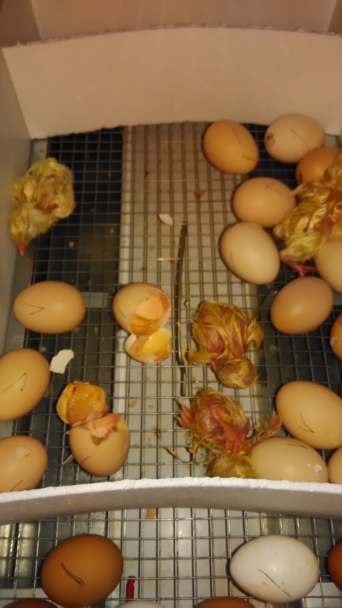 Инкубация - вывод цыплят - личный архив