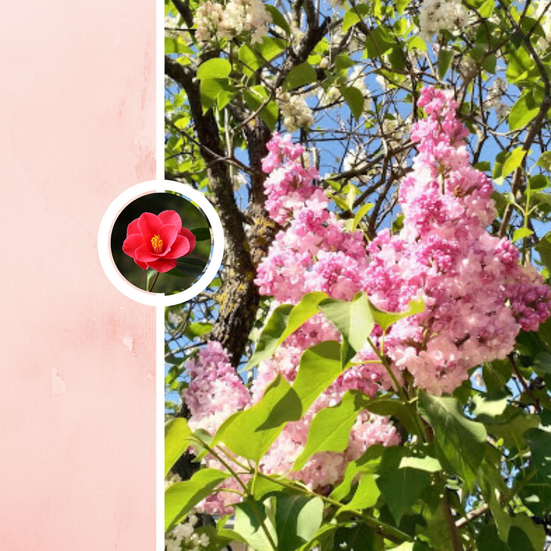 Сирень, Ботанический сад, 29.05.2021