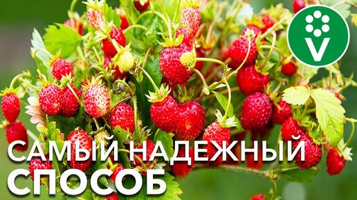 Выращивание Земляники Из Семян. Отличный урожай в год посева!