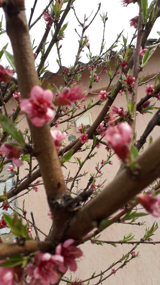         Вспомнились слова главного героя из фильма Чародеи, когда я решила рассказать про ремонт своего крымского домика. Около трех лет назад я купила земельный участок в Керчи со старым домом постройки 50-х годов прошлого века. В доме не было воды и газа, но тогда казалось, что отремонтировать его будет не сложно. 