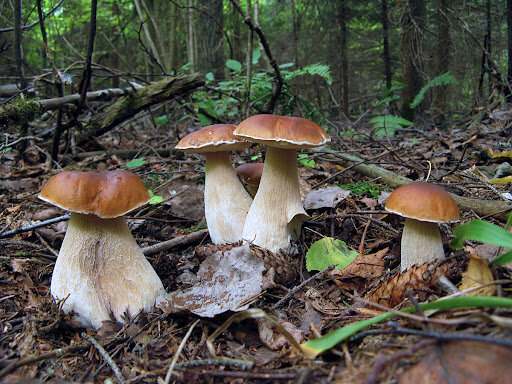 Роскошные белые грибы, согласитесь!