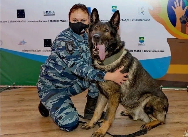 Волк Меркурий со своим напарником Марией Копцевой , фото из открытого источника