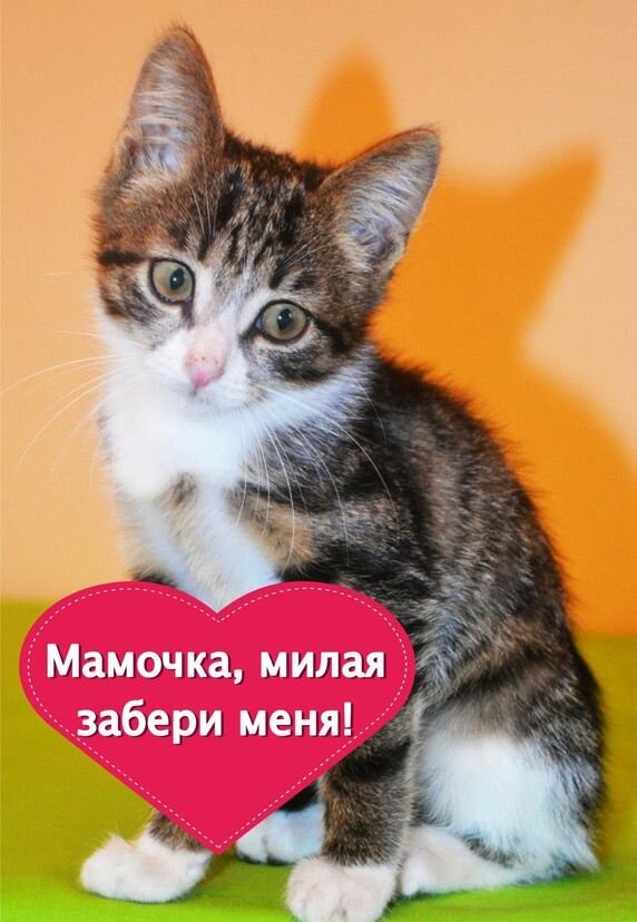 Малышка так сильно ждёт свою Маму 🙏🙏🙏🐾🐾