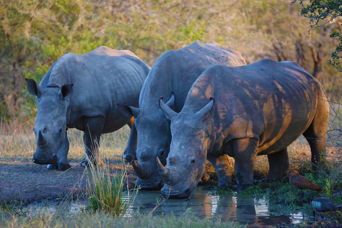 Носороговые. Африканский носорог. Носорог ЮАР. Африканский двурогий носорог. Африканский носорог и индийский носорог.