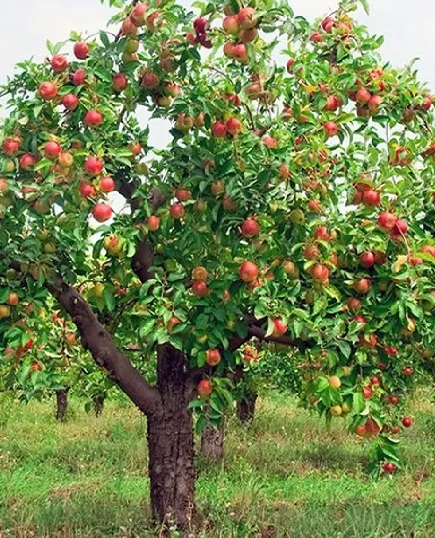 Дерево яблоня молодая. Яблоня Айдаред дерево. Яблоня колоновидная Айдаред. Полукарликовые яблони. Высота полукарликовых яблонь.