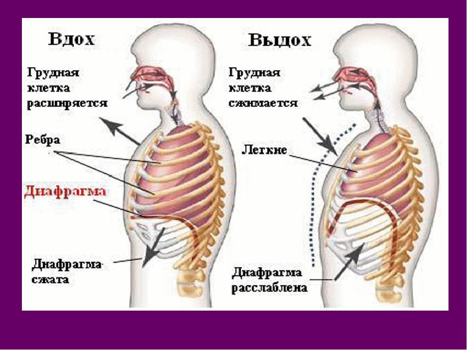 Принцип работы диафрагмы