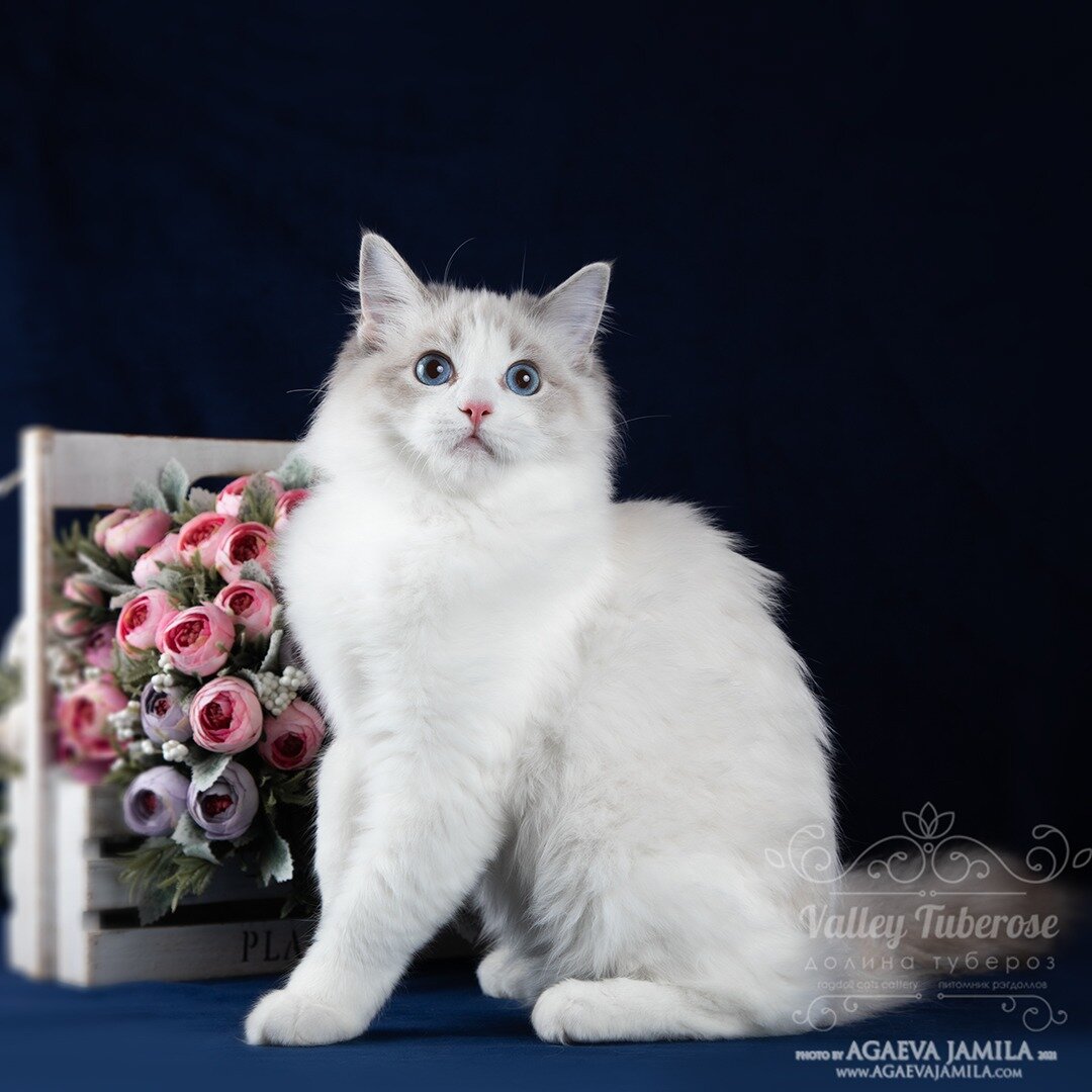 Janine Valley Tuberose 