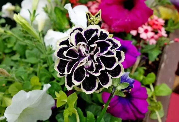 18 New Petunias To Add For 2014 Flower seeds, Petunia flower, Bonsai flower