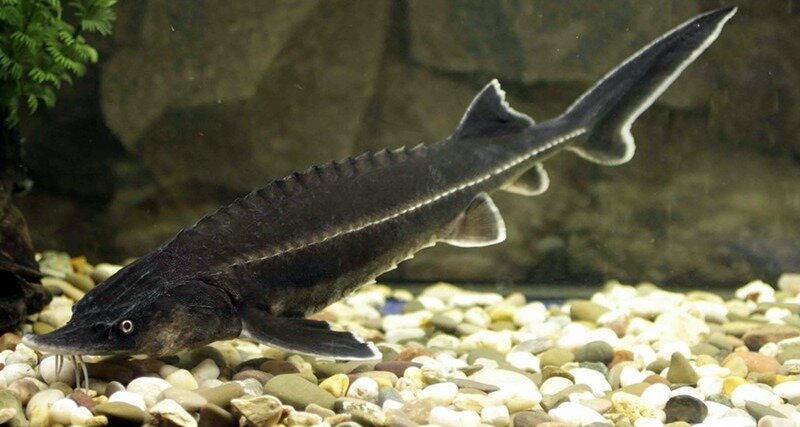 Бестер. Фото из открытых источников "Яндекс картинки"