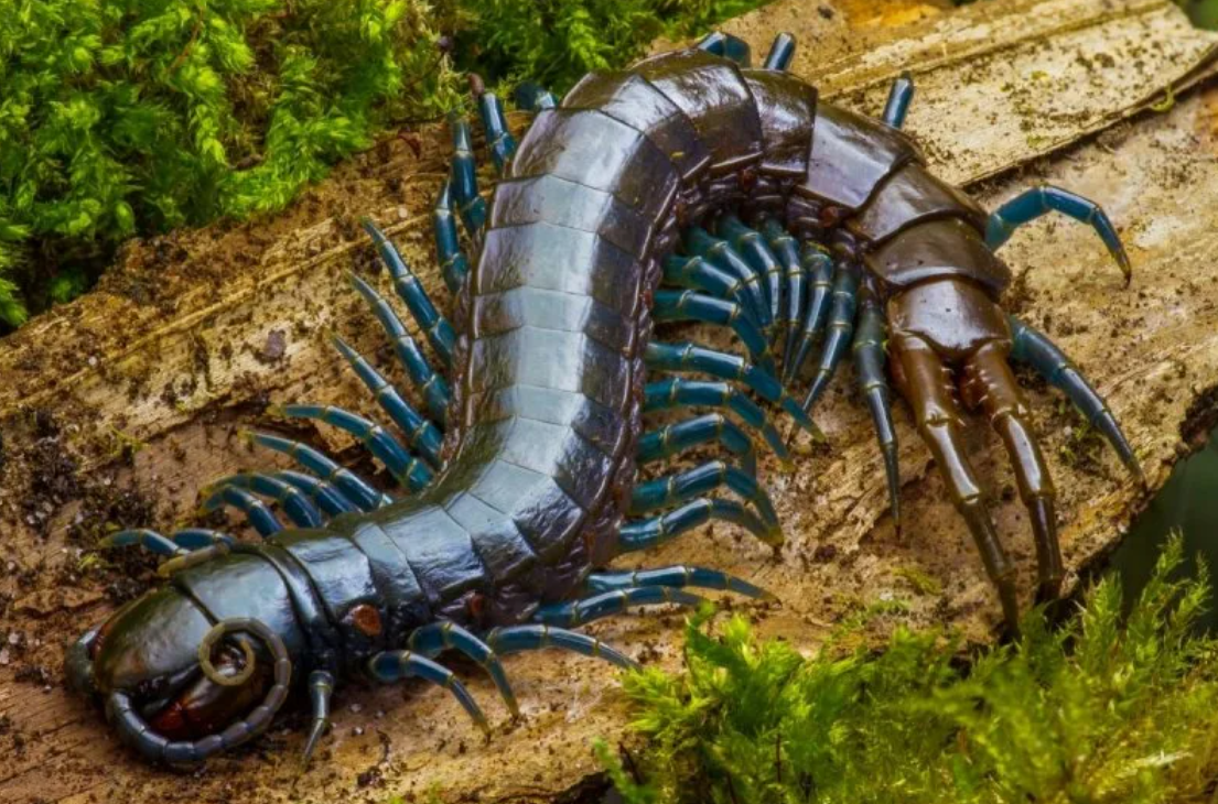  Учёные нашли здесь осанки древней #многоножки, которая достигала размеров средней машины. 