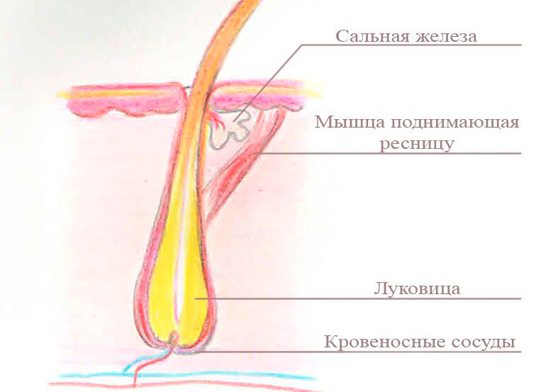 Строение ресницы человека. Источник:egonails.ru