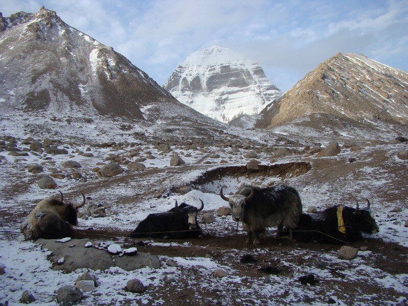 Яки на фоне Великой горы. Фото: Алена Дудавшили