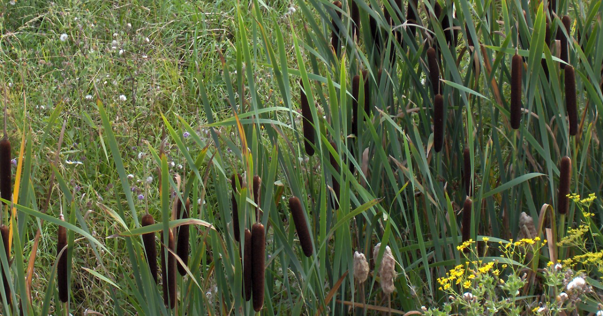 (Куга - бочарная трава, рогоз широколистный, растущий наполовину в воде).