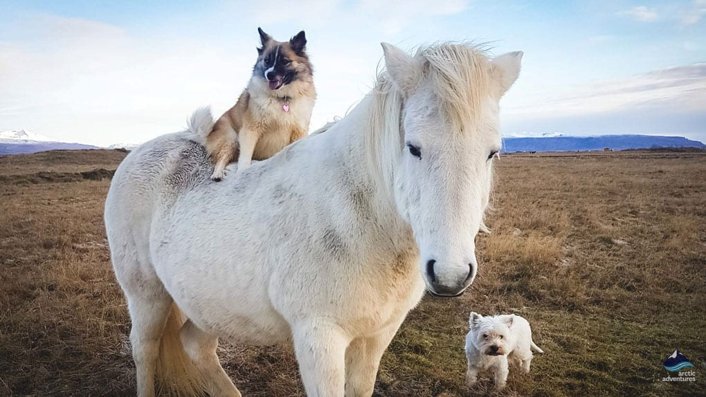 Исландские овчарки: Карманная собачка викингов. Древняя порода маленьких псов, что способны управлять большими стадами3