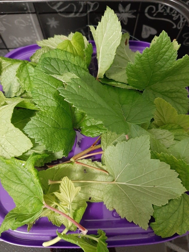 Листиков немного, но пахнут уж очень вкусно.