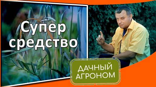 Сидераты что это Какие сидераты лучше Когда сеять сидераты