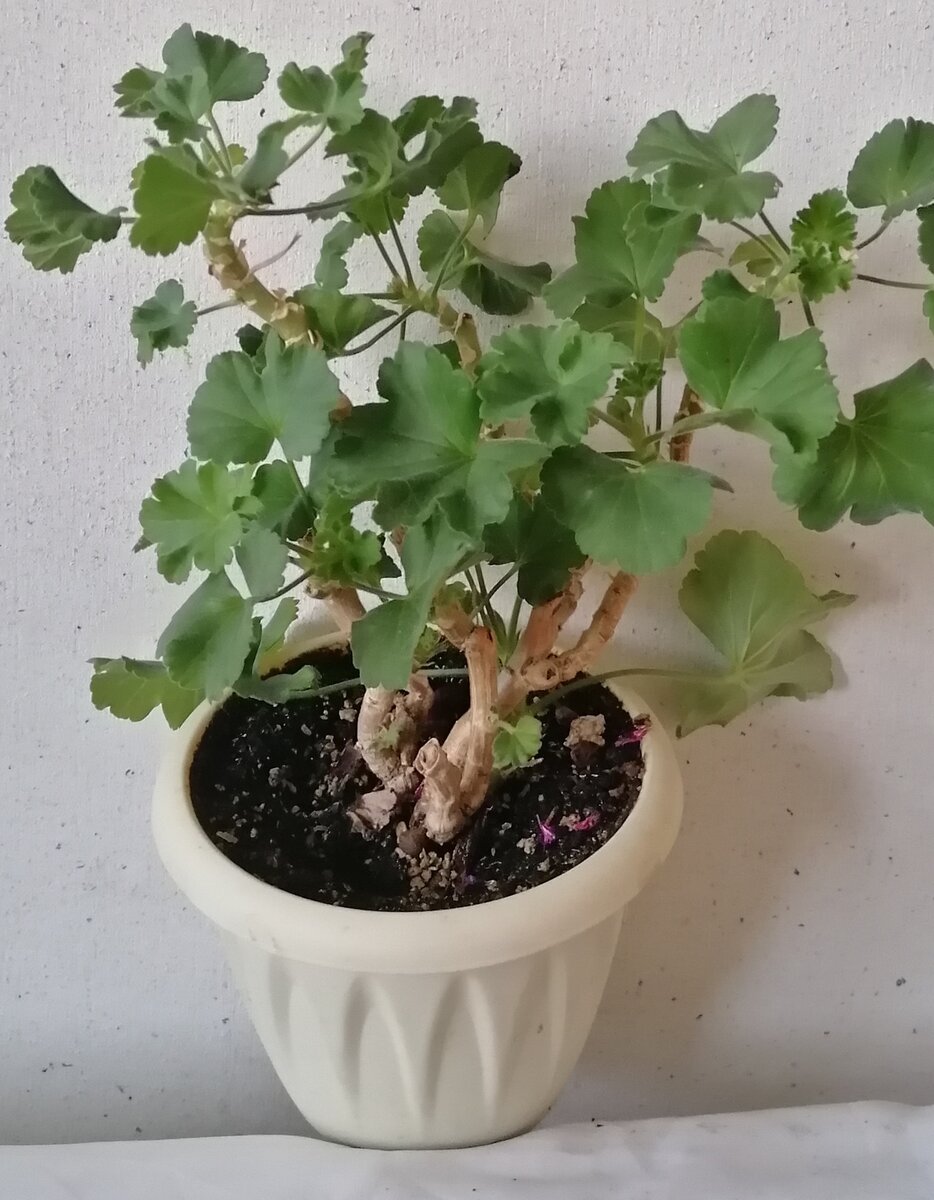 Фея Полина ( Fee Cherise Polina)  -  классический пример быстростареющего сорта. Этому кустику 2,5 года! Она активно растёт и очень обильно цветёт. Вот итог.. 